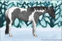 Horse Color:Blue Roan Tobiano 