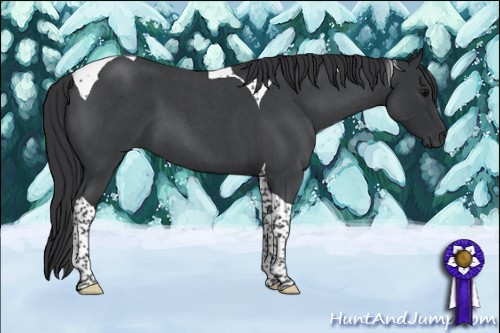 Horse Color:Blue Roan Tobiano 