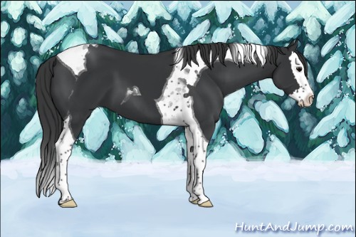 Horse Color:Black Splash Tobiano 