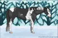Horse Color:Black Splash Tobiano 