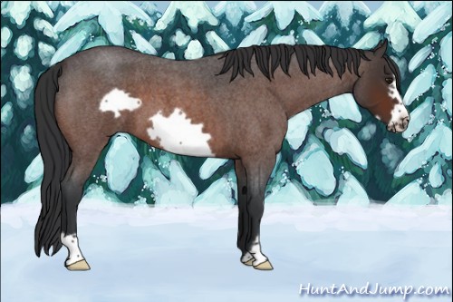 Horse Color:Brown Roan Frame 