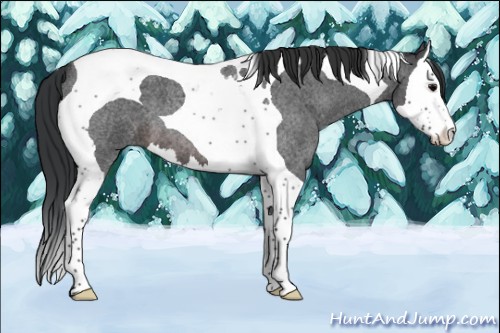 Horse Color:Brown Roan Splash Tobiano 