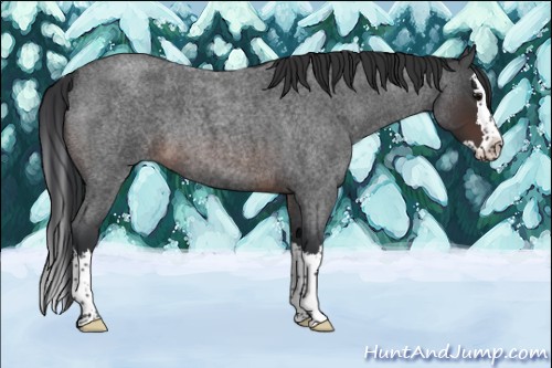 Horse Color:Brown Roan Splash