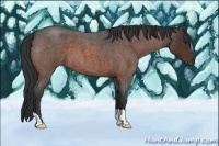 Horse Color:Brown Roan 