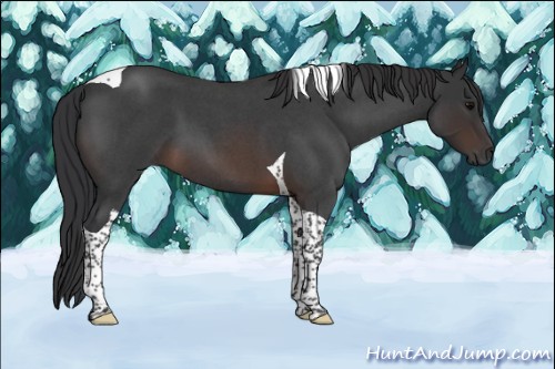 Horse Color:Brown Roan Tobiano 