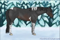 Horse Color:Brown Roan Tobiano 