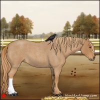 Horse Color:Red Roan 