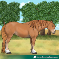 Horse Color:Chestnut 
