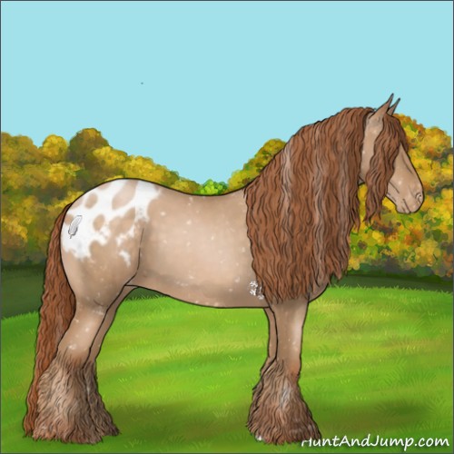 Horse Color:Buckskin Roan Pearl Appaloosa 
