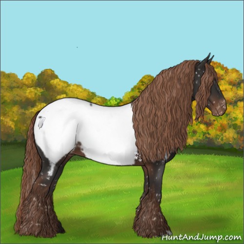Horse Color:Liver Chestnut Appaloosa 