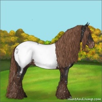Horse Color:Liver Chestnut Appaloosa 