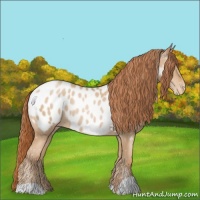 Horse Color:Buckskin Pearl Appaloosa 