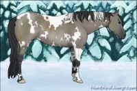 Horse Color:White Spotted Grullo Rabicano