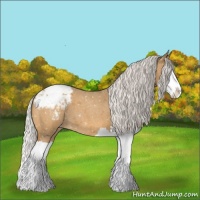 Horse Color:Silver Buckskin Roan Splash Appaloosa 