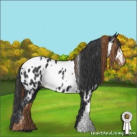 Horse Color:Chestnut Near Fewspot  and Black Near Leopard 