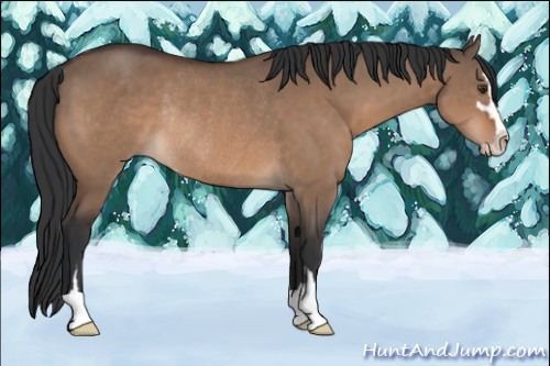 Horse Color:Brown Dun Sabino Rabicano
