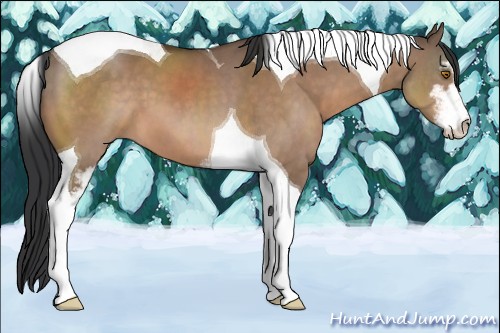 Horse Color:Bay Dun Sabino Tobiano 
