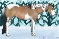 Horse Color:Bay Dun Sabino Tobiano 