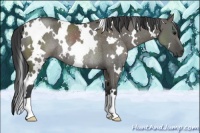Horse Color:White Spotted Grullo Rabicano