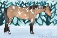 Horse Color:White Spotted Bay Dun