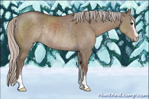 Horse Color:Silver Grullo Sabino Rabicano 