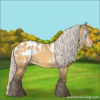 Horse Color:Silver Buckskin Dun Appaloosa 