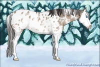 Horse Color:White Spotted Brown Dun Sabino Splash Appaloosa 