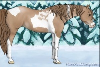 Horse Color:Black Pearl Sabino Tobiano 
