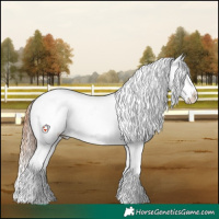 Horse Color:Bay Near Leopard 