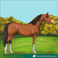 Horse Color:Bay 