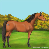 Horse Color:Bay 