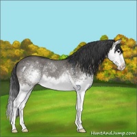 Horse Color:White Spotted Grullo Splash 
