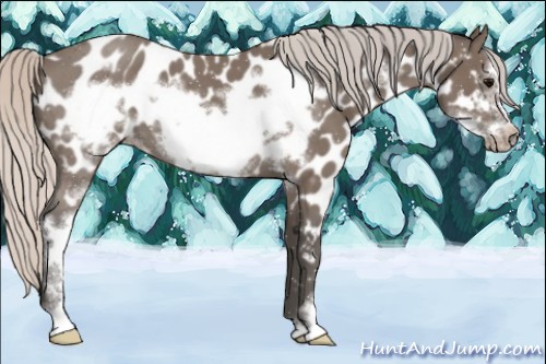 Horse Color:Silver Blue Roan Sabino Frame Near Leopard 