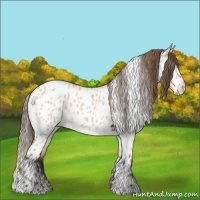 Horse Color:Bay Dun Appaloosa 