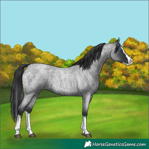 Horse Color:Blue Roan Splash Rabicano 