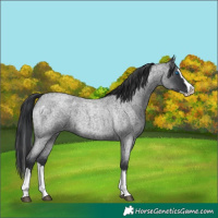 Horse Color:Blue Roan Splash Rabicano 