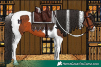 Horse Color:Bay Tobiano 