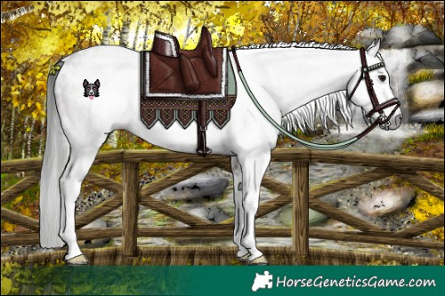 Horse Color:Gray White Spotted Brown Sabino