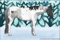 Horse Color:Black Tobiano 