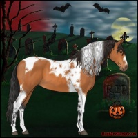 Horse Color:Bay Tobiano 