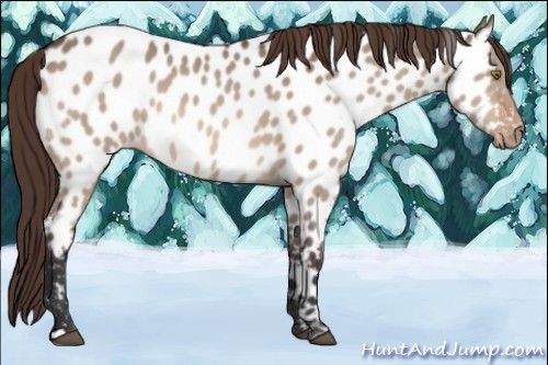 Horse Color:Bay Dun Appaloosa 
