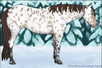 Horse Color:Bay Dun Near Leopard 