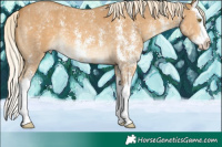 Horse Color:Palomino Sabino Splash