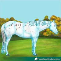 Horse Color:Thunderstruck White Spotted Bay Ice Splash Appaloosa 