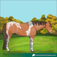 Horse Color:Bay Splash Tobiano Appaloosa  and Bay Tobiano Appaloosa 