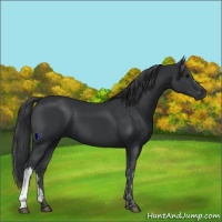 Horse Color:Black  and Black 