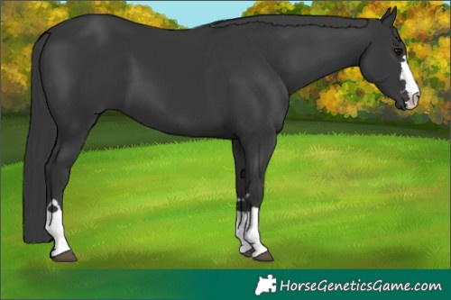 Horse Color:Black 
