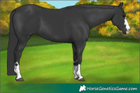 Horse Color:Black 