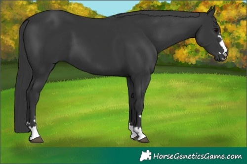 Horse Color:Black 