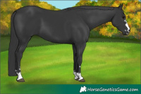 Horse Color:Black 